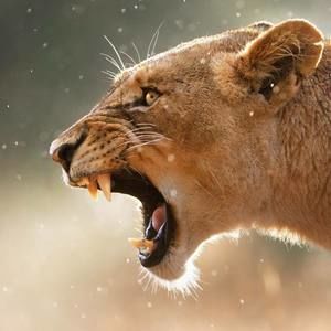 Meet your Posher, Marianne